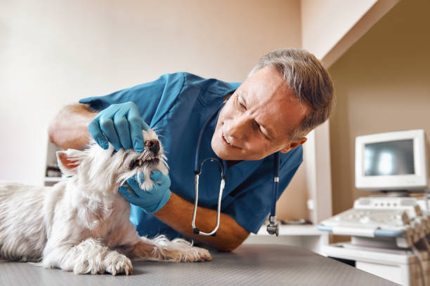 Best 24-Hour Emergency Dental Care in Monticello, IN